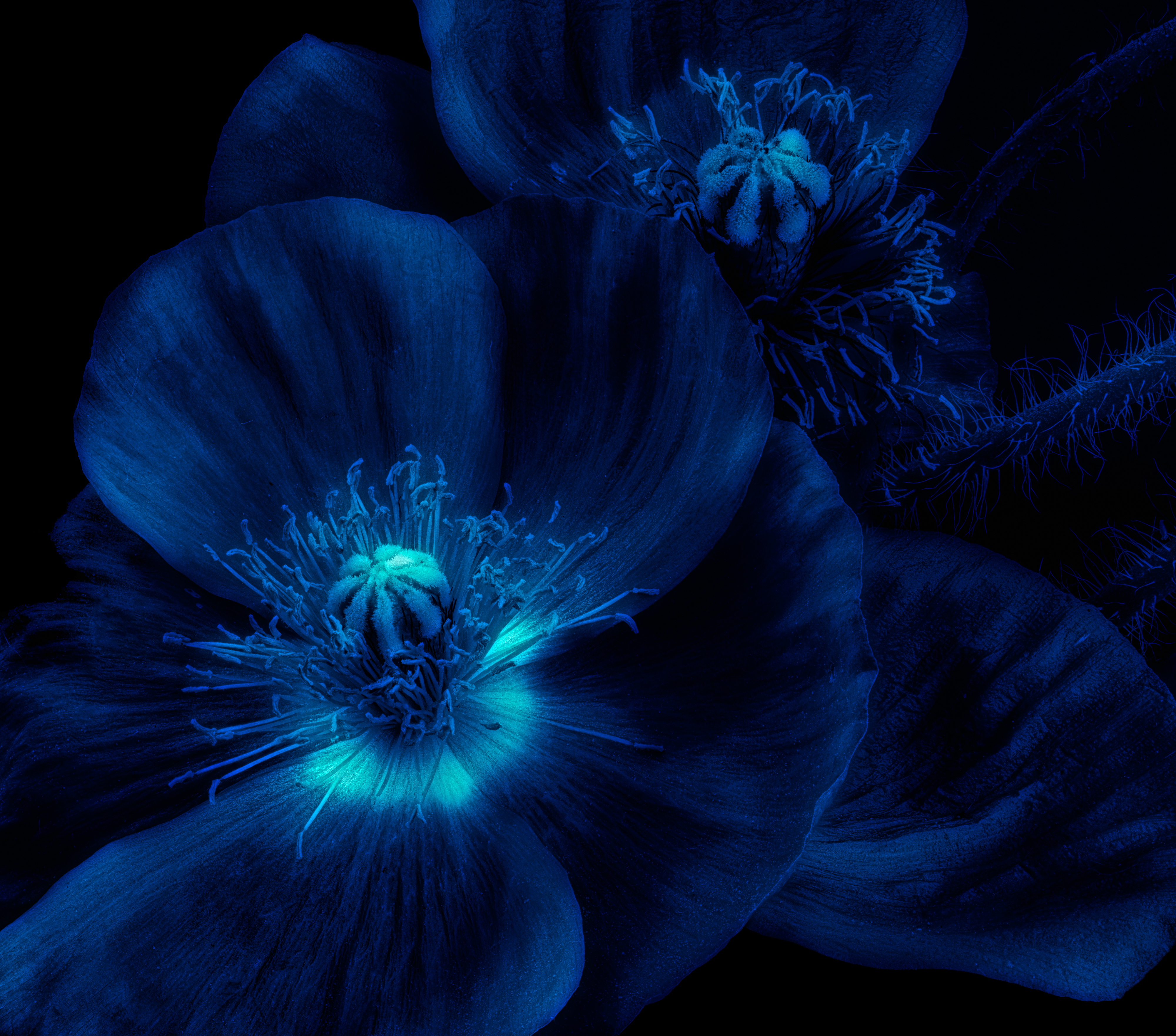 Glowing flowers for Moonlit