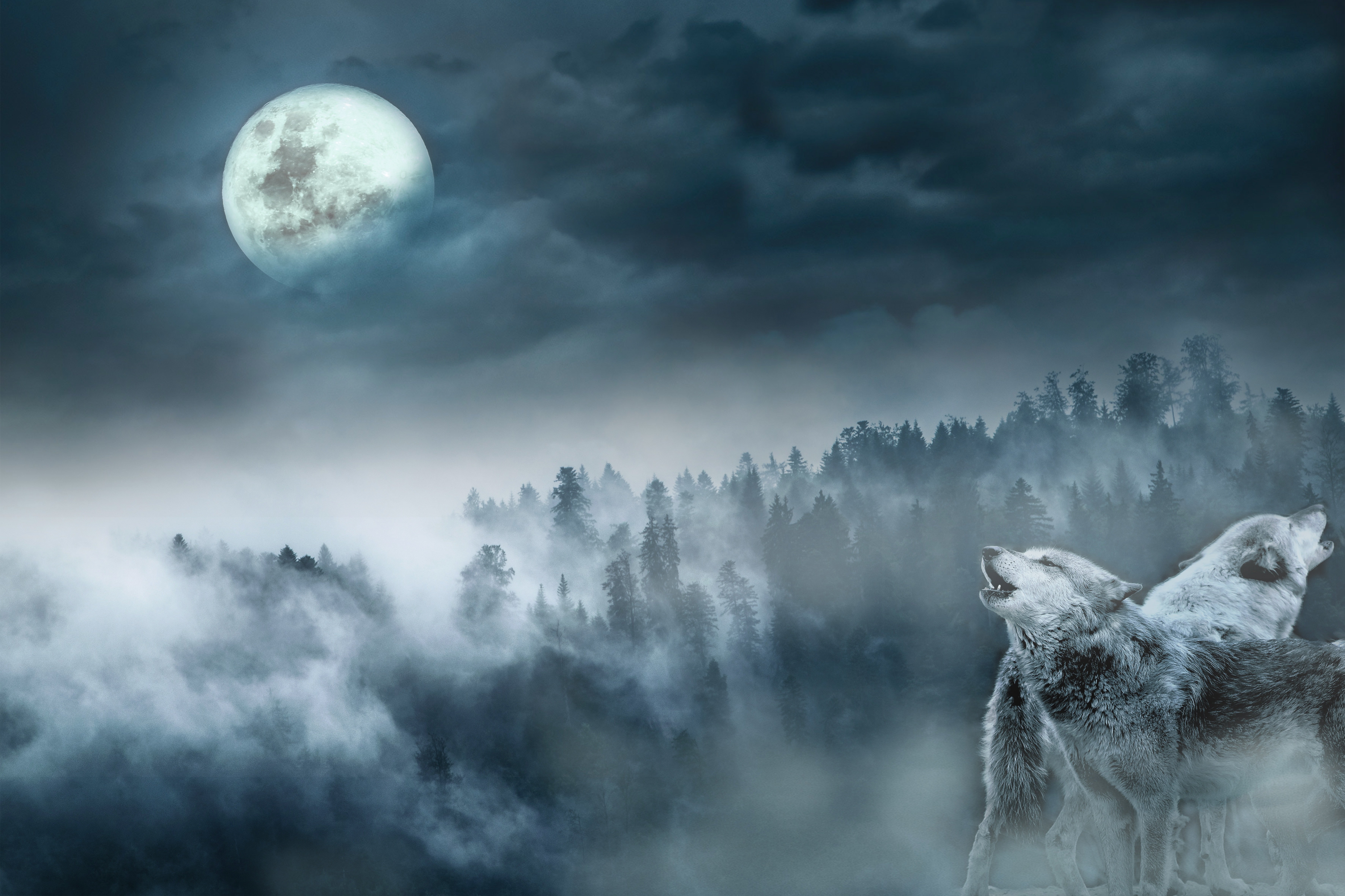 Ночь волков читать. Волк и Луна. Воющий волк. Пейзаж с волком. Волк Луна лес.